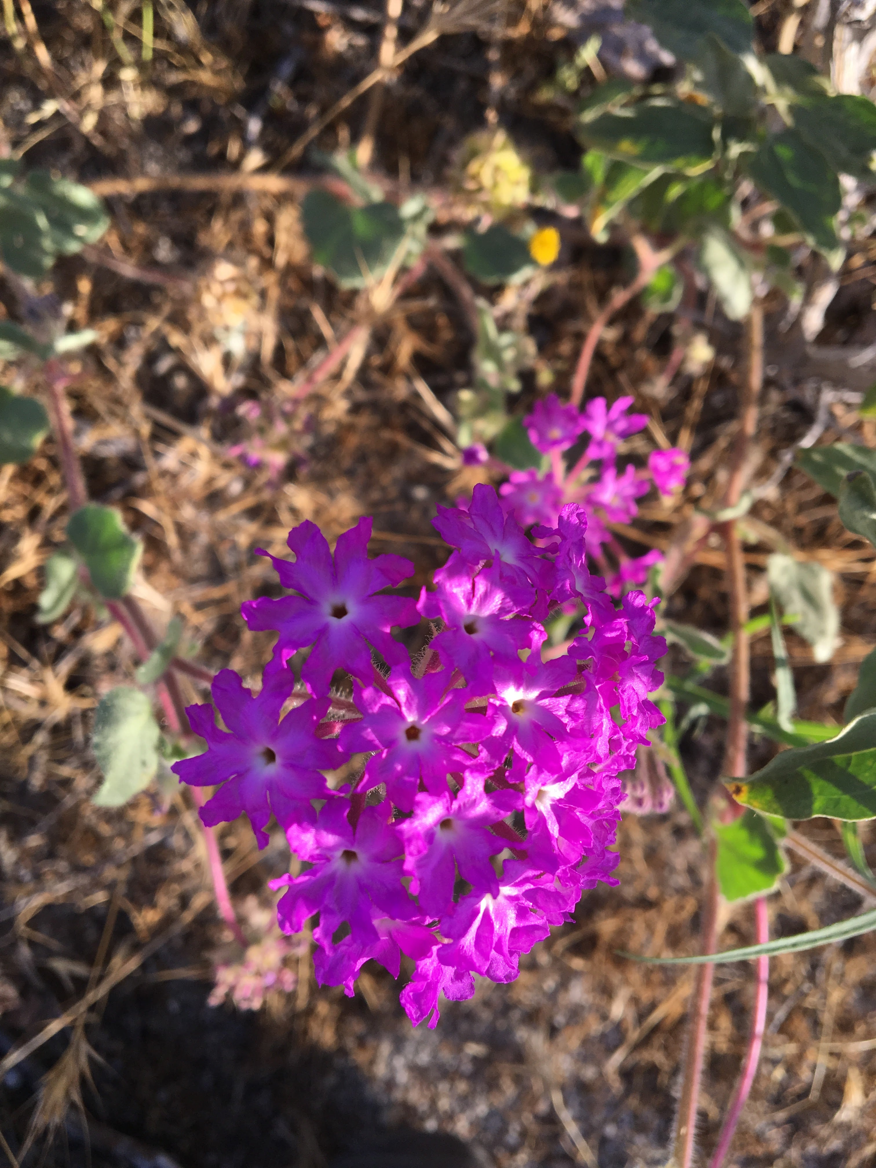 Goldilocks The Kangaroo Rat San Diego Zoo Wildlife Alliance